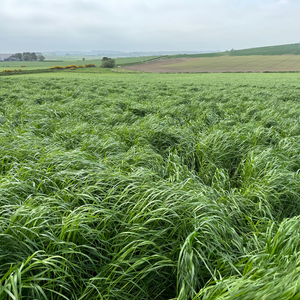 Super Crop | 3-4 Year Cut and Graze Agricultural Grass Seed Mix