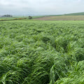 Super Crop | 3-4 Year Cut and Graze Agricultural Grass Seed Mix