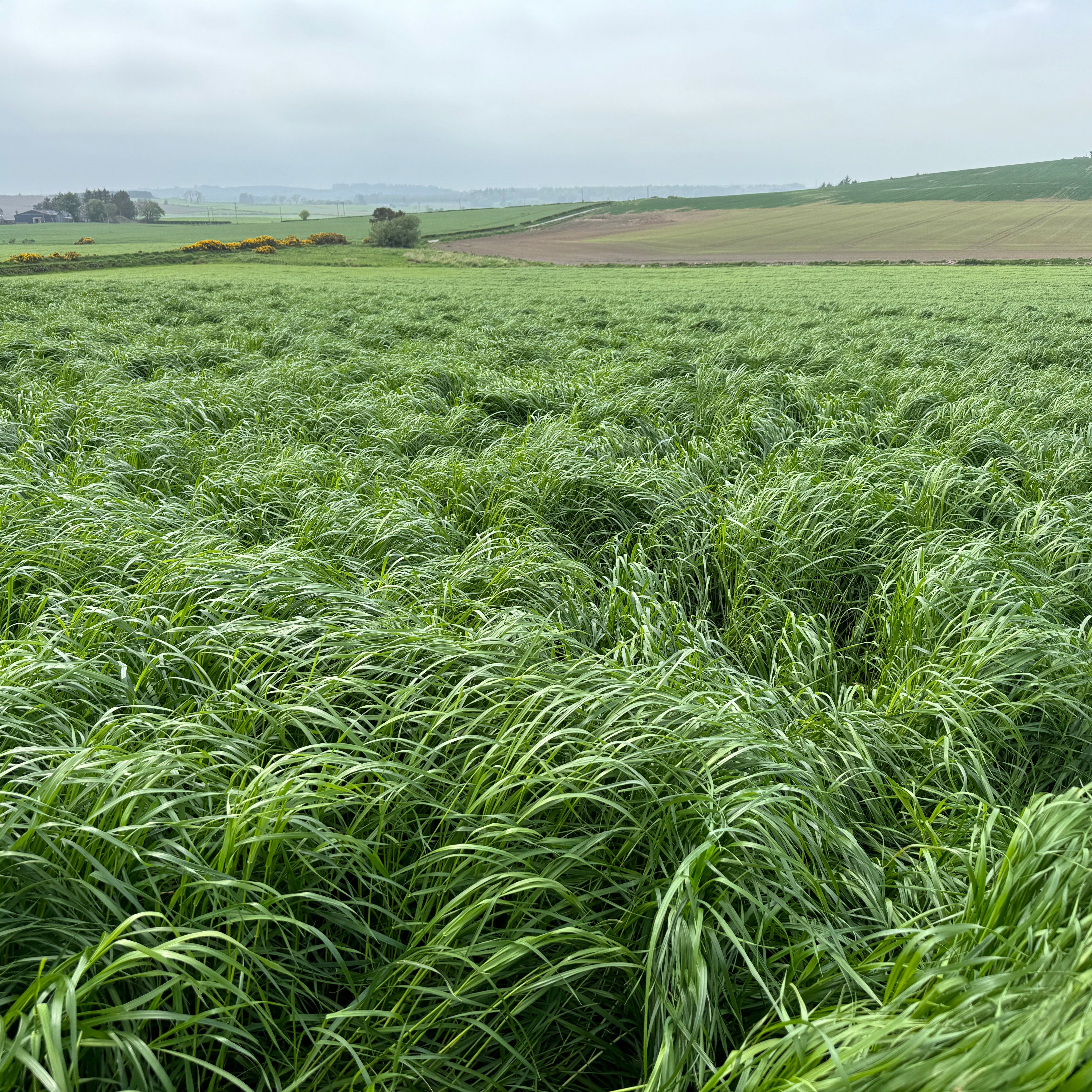 Super Crop | 3-4 Year Cut and Graze Agricultural Grass Seed Mix