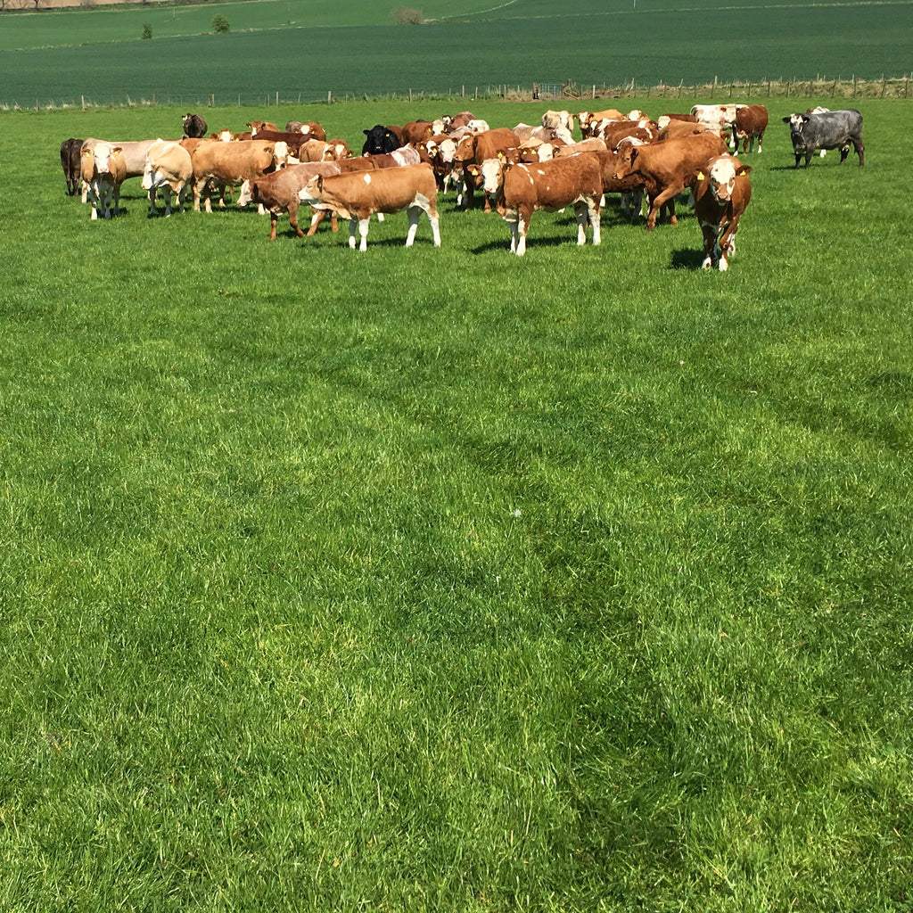 Dual Cut and Graze | Agricultural Grass Seed Mix