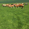 Dual Cut and Graze | Agricultural Grass Seed Mix