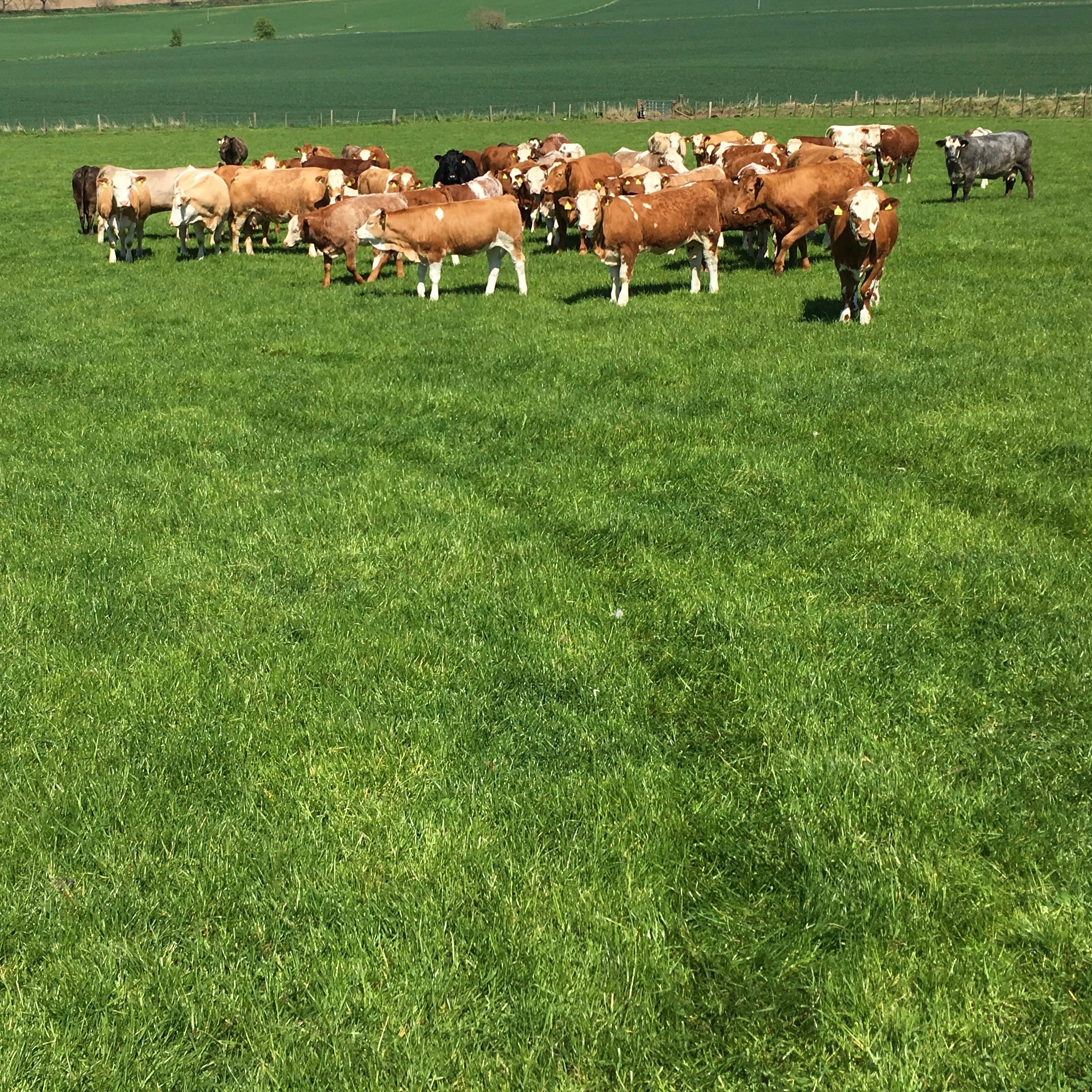 Dual Cut and Graze | Agricultural Grass Seed Mix