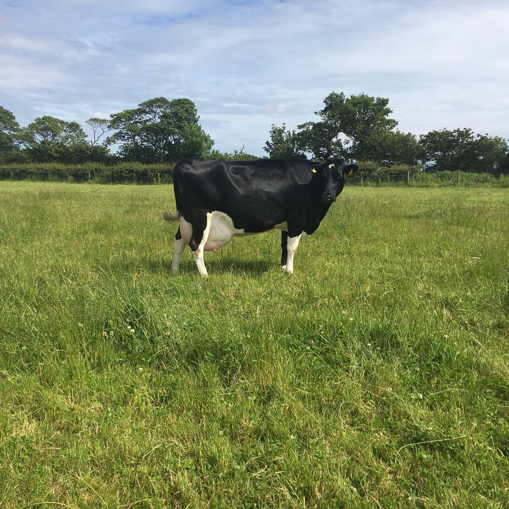 Dual Cut and Graze | Agricultural Grass Seed Mix
