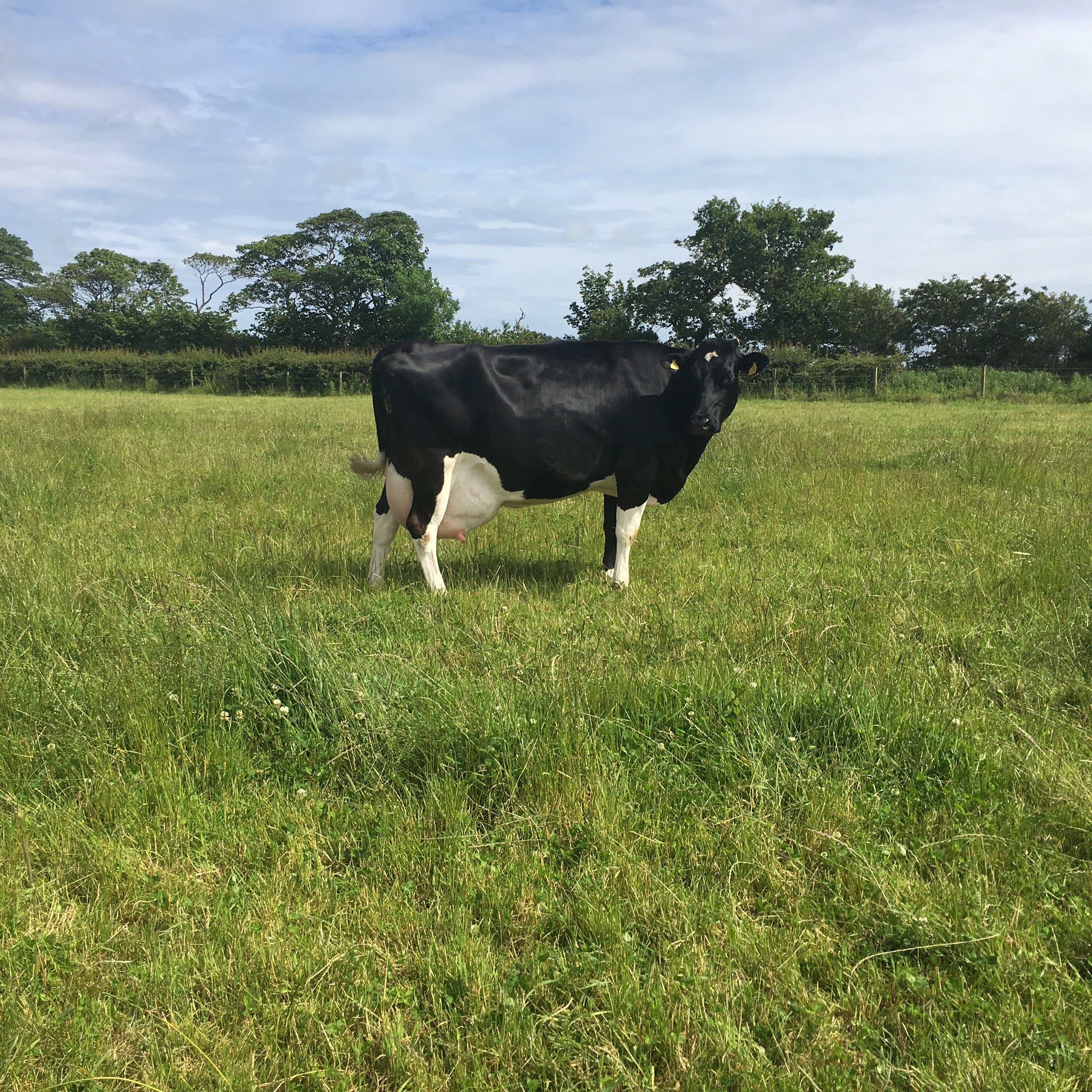 Dual Cut and Graze | Agricultural Grass Seed Mix
