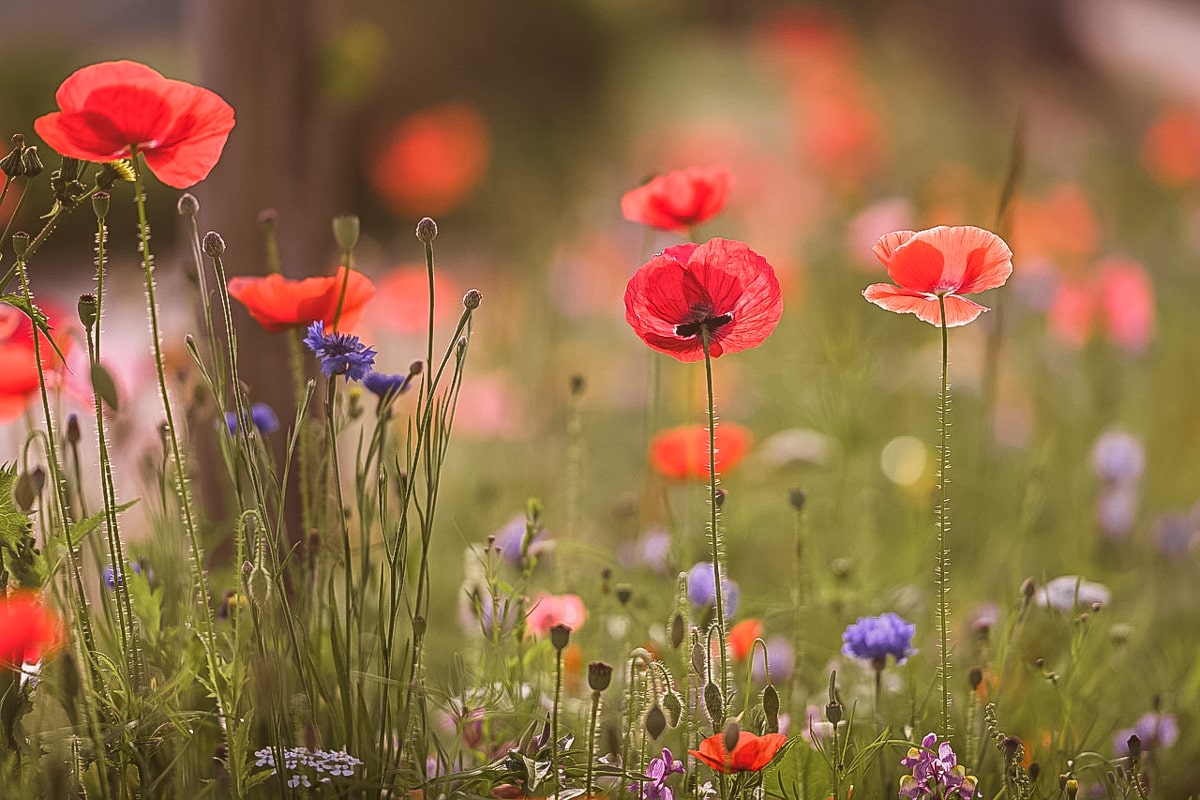 A mix of native wildflowers uk under the sun with a blurry background. To highlight Wild Seed Scotland's british wild flower seeds, british wildflower seeds, wildflower mixes, mixed wildflower seeds, uk wildflower seeds, wildflower meadows, wildflower meadow, cost-effective wildflower meadow.