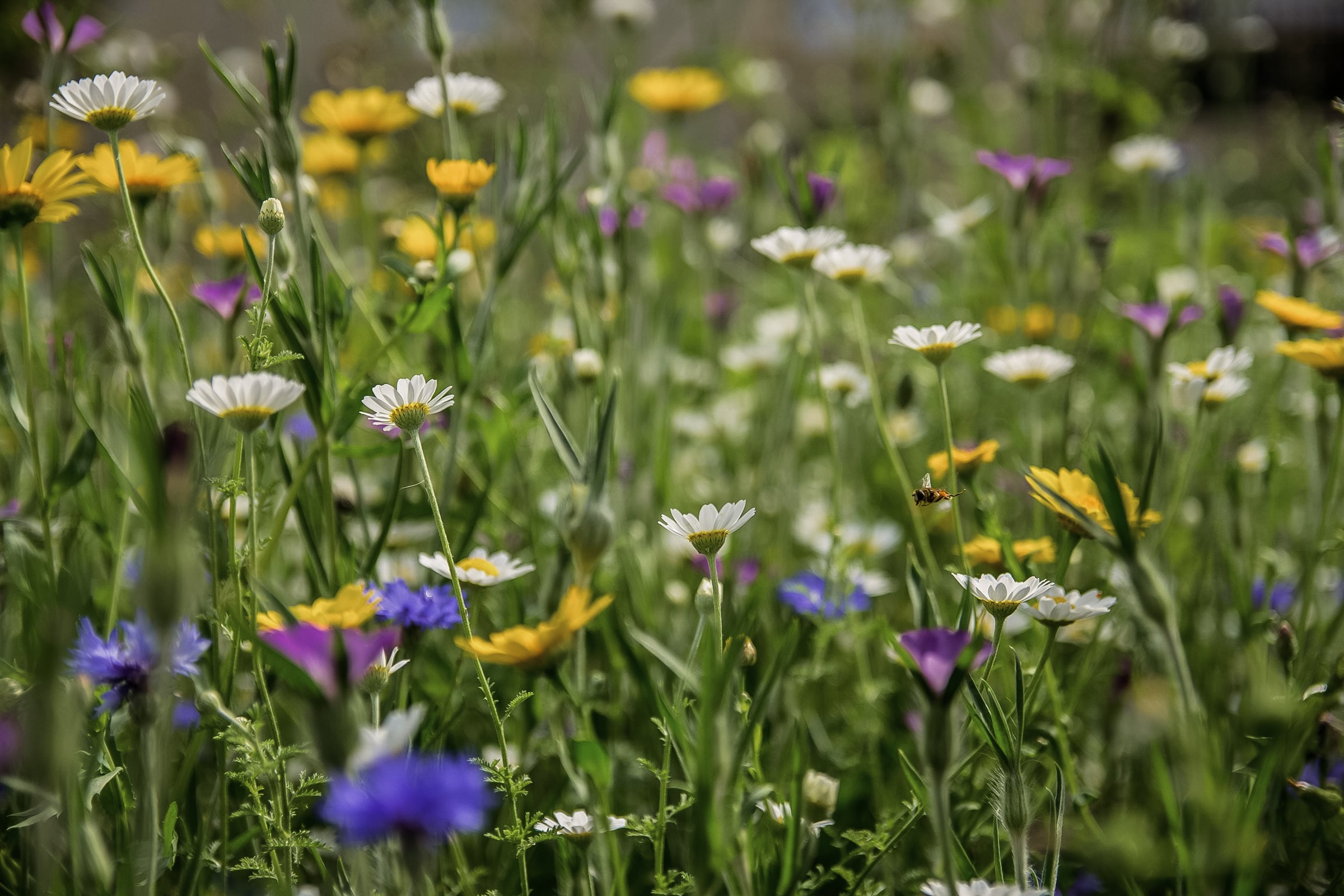 Field of a variety of native wildflower mixture product uk including Cornflower, Corn Chamomile, Corn Cockle and Corn Marigold creating a native wildflower mixture. To highlight Wild Seed Scotland's british wild flower seeds, british wildflower seeds, wildflower mixes, mixed wildflower seeds, uk wildflower seeds, wildflower meadows, wildflower meadow, cost-effective wildflower meadow.