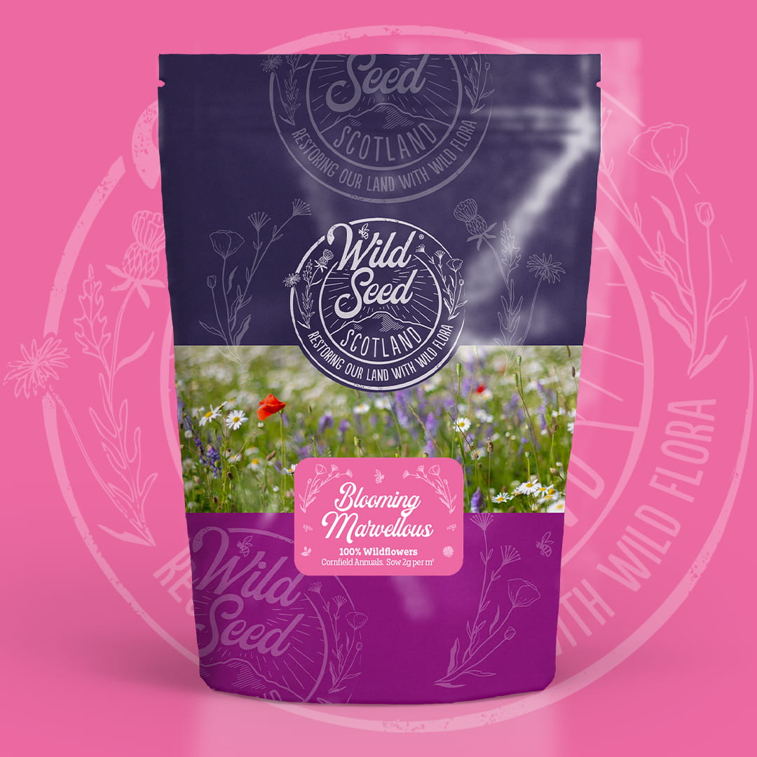 A Wild Seed Scotland packet of wildflower seed mix uk of Blooming Marvellous featuring Cornfield Annuals which is an annual wildflower seed mix. To highlight cornfield annuals mixture, british wild flower seeds, british wildflower seeds, wildflower mixes, mixed wildflower seeds, uk wildflower seeds, wildflower meadows, wildflower meadow, annual wildflowers, universal meadow, cost-effective wildflower meadow