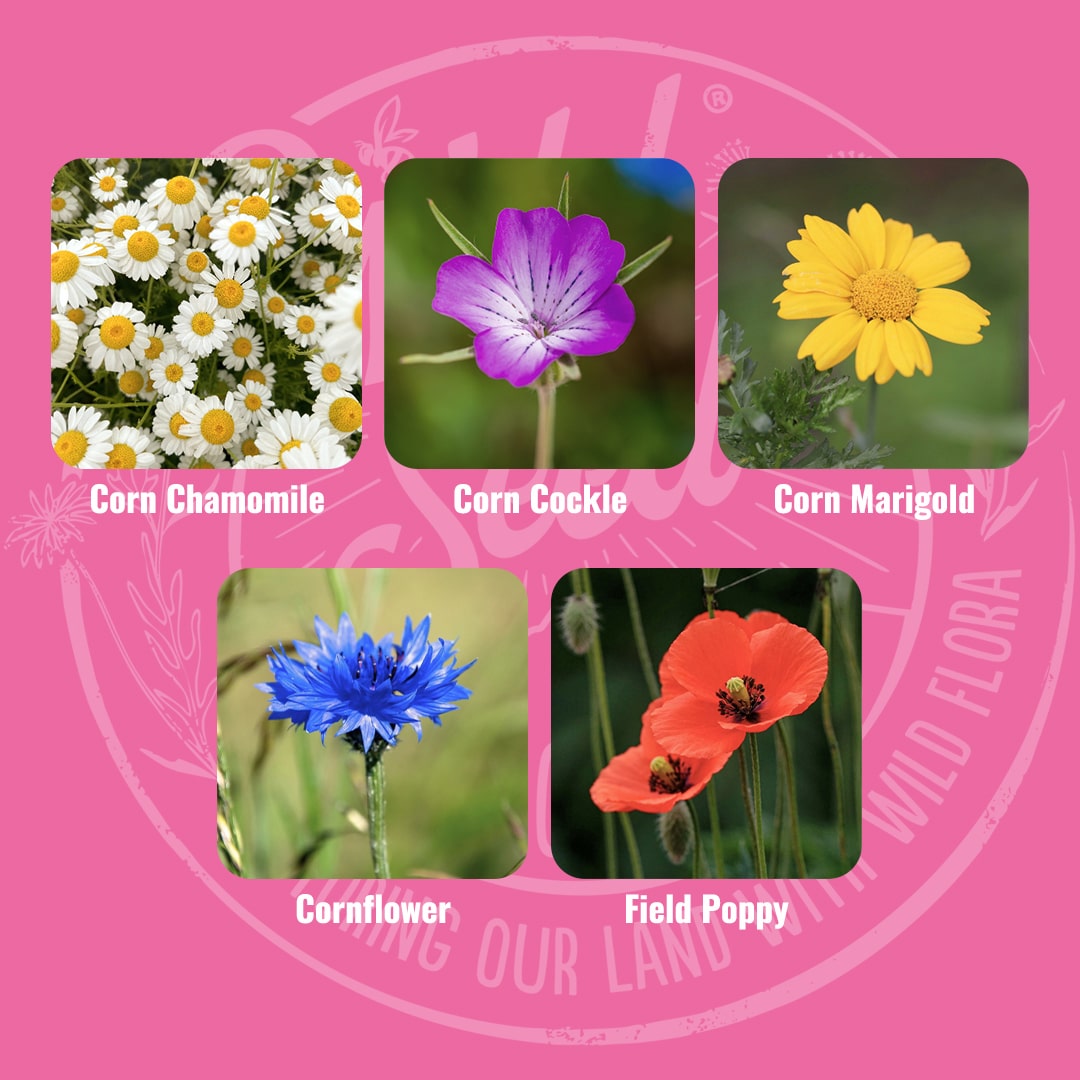Mix specification for Wild Seed Scotland's Blooming Marvellous featuring Cornfield Annuals. A picture of each wildflower in bloom and labelled as Corn Chamomile, Corn Cockle, Corn Marigold, Cornflower and Field Poppy.