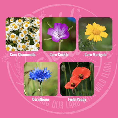 Mix specification for Wild Seed Scotland's Blooming Marvellous featuring Cornfield Annuals. A picture of each wildflower in bloom and labelled as Corn Chamomile, Corn Cockle, Corn Marigold, Cornflower and Field Poppy.