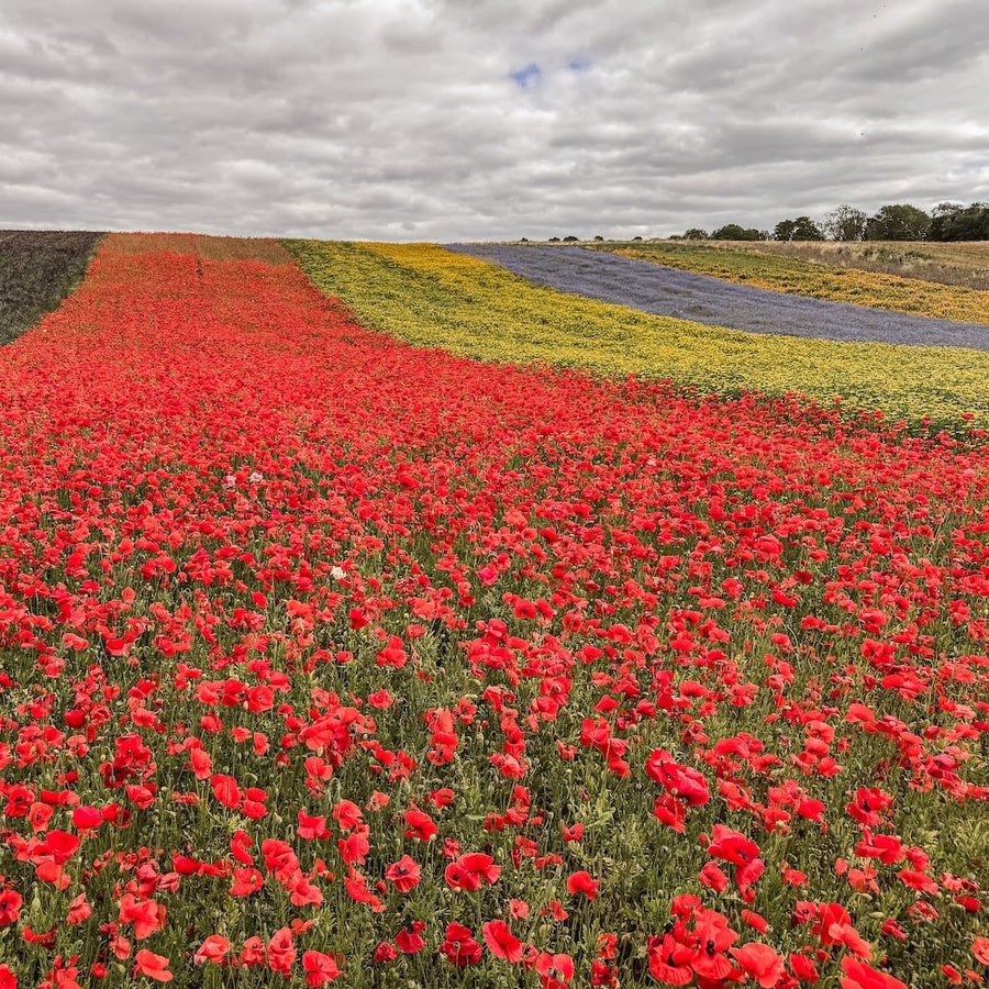 Strips of wildflowers in bloom in a Scottish field with Field Poppy in the centre under a cloudy sky.
