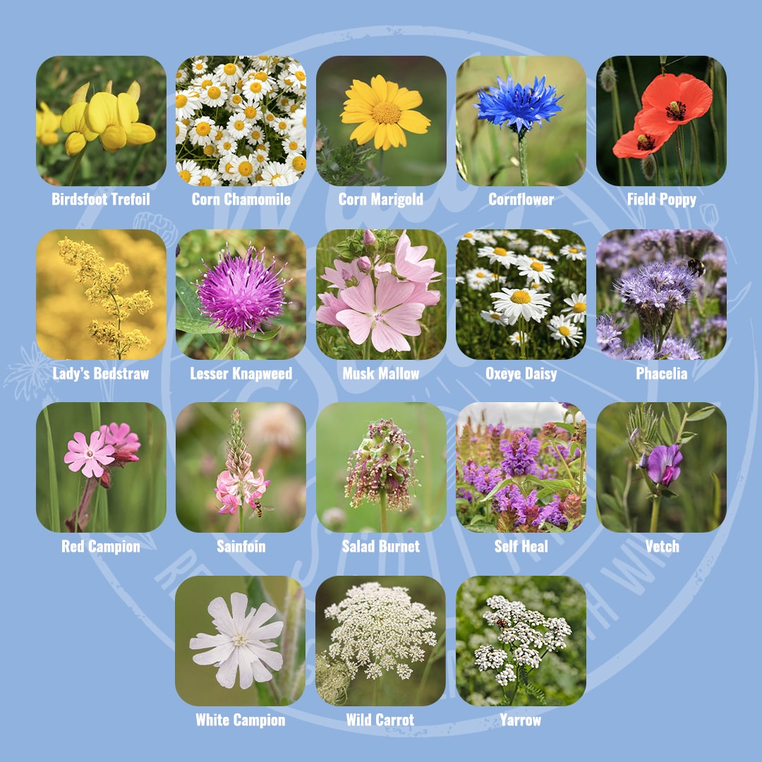 Mix specification for Wild Seed Scotland's Bonnie Blooms featuring General Purpose 100% Wildflower Mix. A picture of each wildflower in bloom and labelled as: Birdsfoot Trefoil, Corn Chamomile, Corn Marigold, Cornflower, Field Poppy, Lady's Bedstraw, Lesser Knapweed, Musk Mallow, Oxeye Daisy, Phacelia, Red Campion, Sainfoin, Salad Burnet, Self Heal, Vetch, White Campion, Wild Carrot and Yarrow.