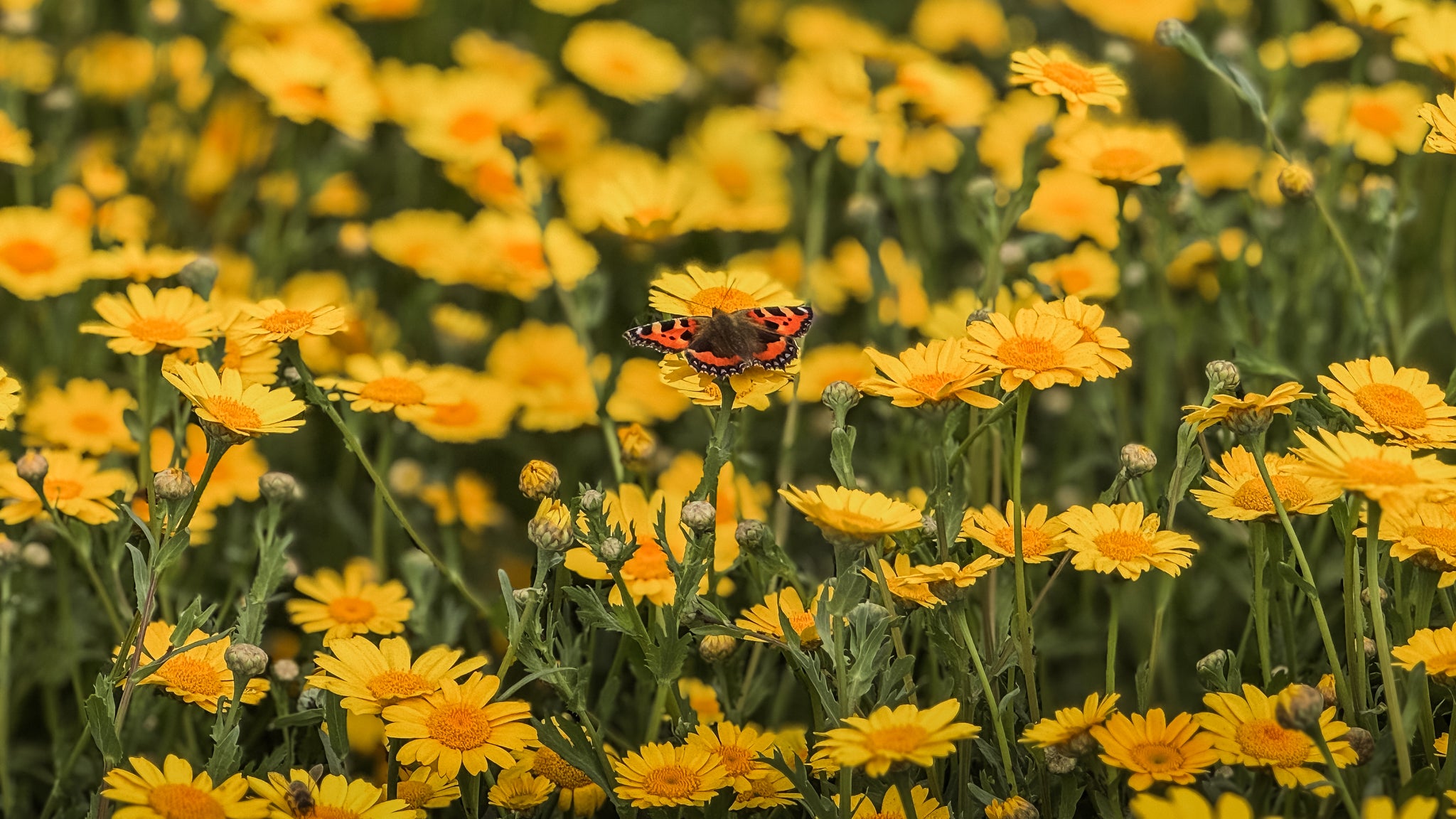 Butterfly on blooming, yellow Corn Marigold surrounded by wildflowers. To highlight grass seed agricultural, agricultural grass seed, british wild flower seeds, british wildflower seeds, wildflower mixes, amenity lawn seed, lawn seed, grass lawn seed.