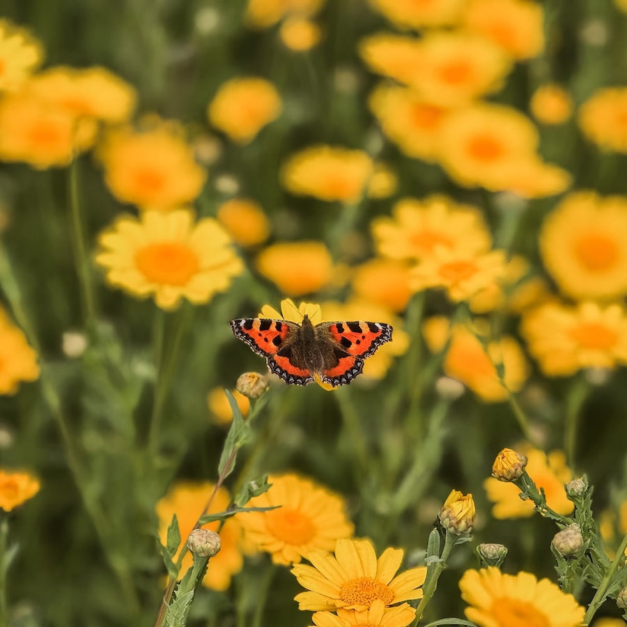 Butterfly on a Corn Marigold wildflower in bloom surrounded by Corn Marigold.