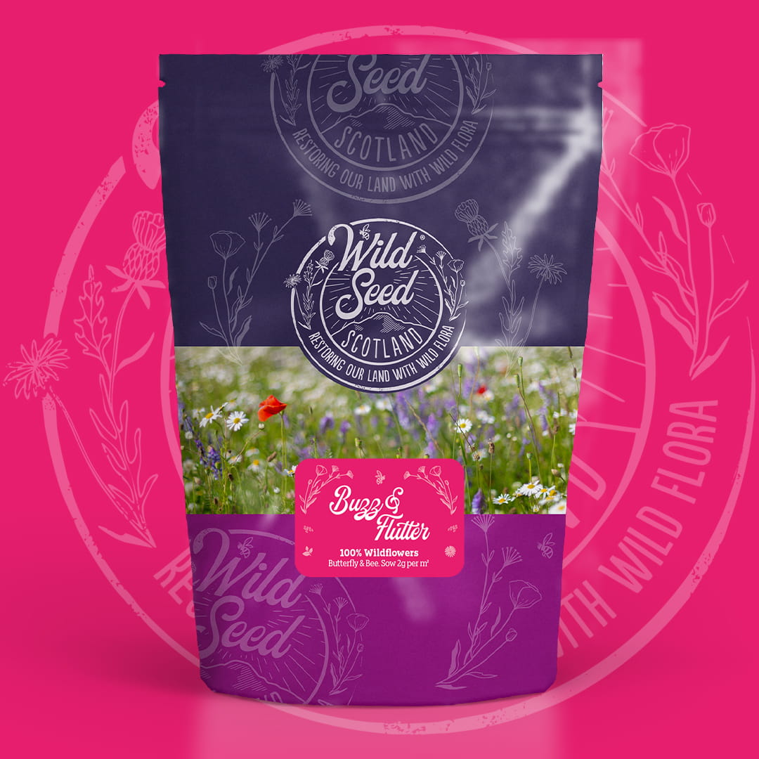 A Wild Seed Scotland packet of wildflower seed mix uk of Buzz and Flutter featuring Bee & Butterfly 100% Wildflower Mix which is a 100% wildflower seed mixture. To highlight wildflowers for pollinators, british wild flower seeds, british wildflower seeds, wildflower mixes, mixed wildflower seeds, uk wildflower seeds, wildflower meadows, wildflower meadow, universal wildflowers, universal meadow, cost-effective wildflower meadow.