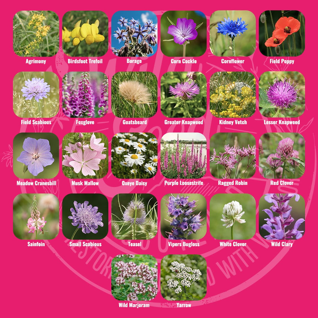 Mix specification for Wild Seed Scotland's Buzz and Flutter mix featuring a wildflower mixture uk. A picture of each wildflower in bloom and labelled as Agrimony, Birdsfoot Trefoil, Borage, Corn Cockle, Cornflower, Field Poppy, Field Scabious, Foxglove, Goatsbeard, Greater Knapweed, Kidney Vetch, Lesser Knapweed, Meadow Cranesbill, Musk Mallow, Oxeye Daisy, Purple Loosestrife, Ragged Robin, Red Clover, Sainfoin, Small Scabious, Teasel, Vipers Bugloss, White Clover, Wild Clary, Wild Marjoram, Yarrow.
