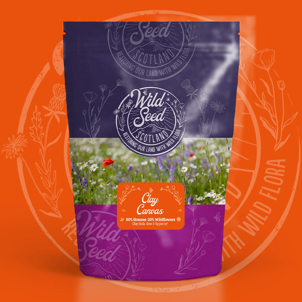 A Wild Seed Scotland packet of wildflower seed mix uk of Clay Canvas featuring Clay Soils Meadow Wildflower Mix which is a wildflower with grass seed mixture. To highlight british wild flower seeds, british wildflower seeds, wildflower mixes, mixed wildflower seeds, uk wildflower seeds, wildflower meadows, wildflower meadow, clay wildflower mix, meadow with wildflowers, wildflowers for clay soils.
