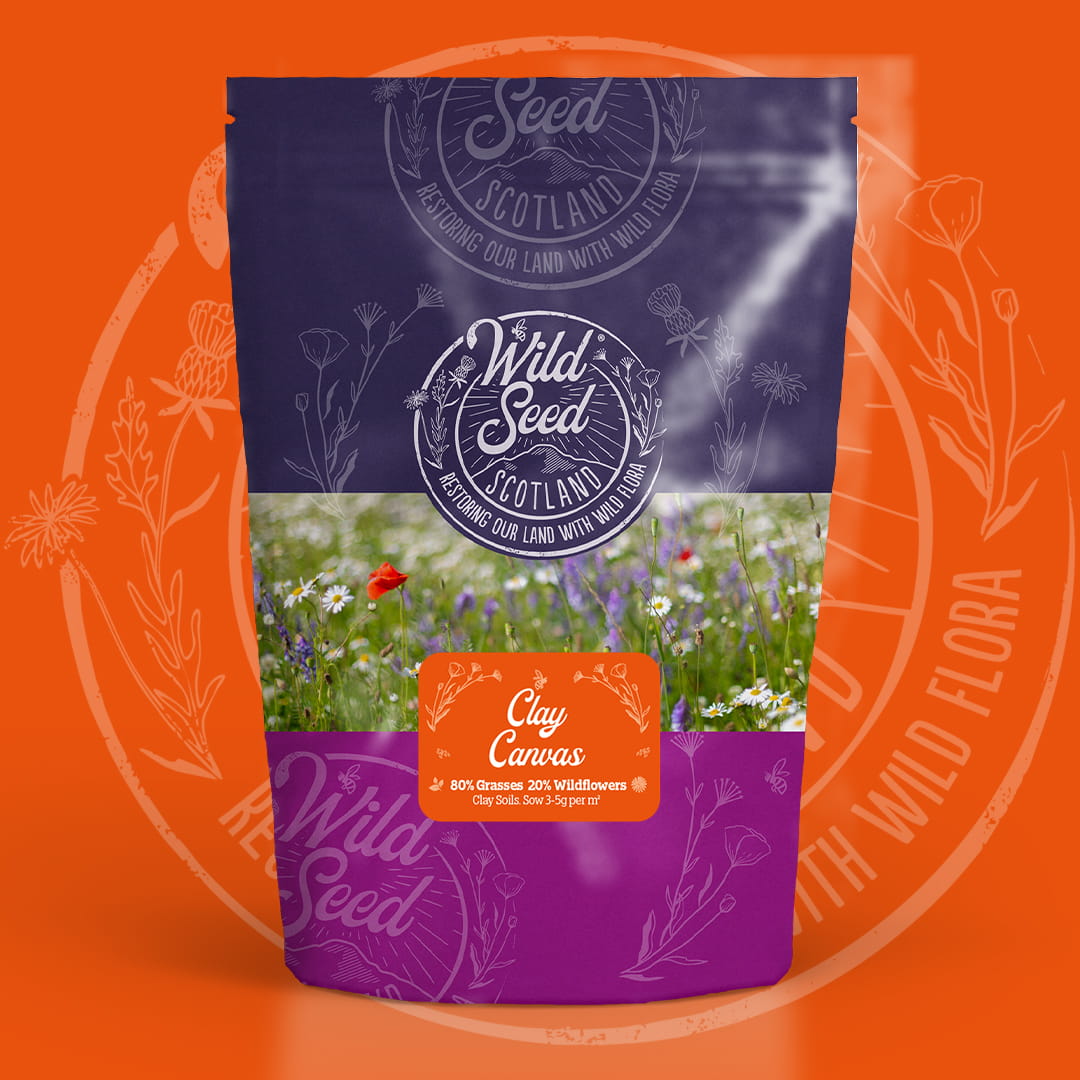 A Wild Seed Scotland packet of wildflower seed mix uk of Clay Canvas featuring Clay Soils Meadow Wildflower Mix which is a wildflower with grass seed mixture. To highlight british wild flower seeds, british wildflower seeds, wildflower mixes, mixed wildflower seeds, uk wildflower seeds, wildflower meadows, wildflower meadow, clay wildflower mix, meadow with wildflowers, wildflowers for clay soils.
