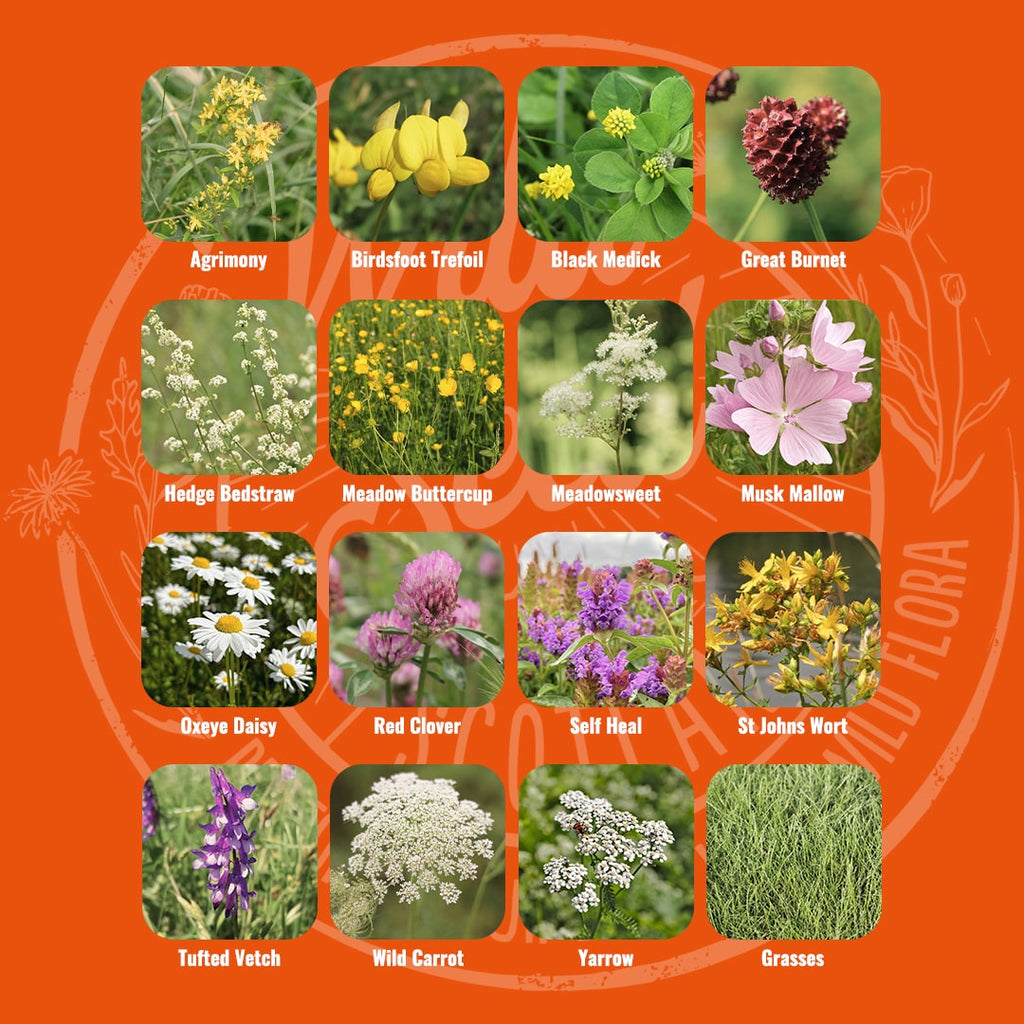 Mix specification for Wild Seed Scotland's Clay Canvas featuring Clay Soils Meadow Wildflower Mix. A picture of each species and labelled as: Agrimony, Birdsfoot Trefoil, Black Medic, Great Burnet, Hedge Bedstraw, Meadow Buttercup, Meadowsweet, Musk Mallow, Oxeye Daisy, Red Clover, Self Heal, St Johns Wort, Tufted Vetch, Wild Carrot, Yarrow and Grasses.