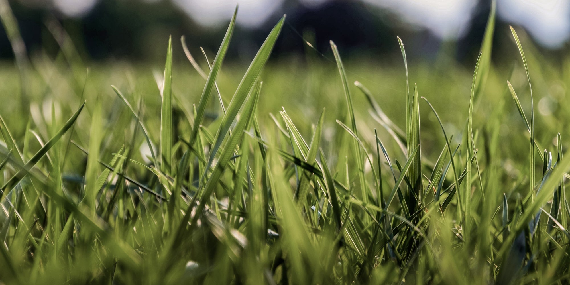 A close up of grass blades made from lawn seed grass and/or agricultural grass seed and grass seeds. Showcasing our amenity lawn seed, grass lawn seed, lawn grass seed, garden grass seed, seed mixtures, amenity grass, grass seed for dogs, grass seed for shady areas, hard wearing grass seed, fine grass seed.