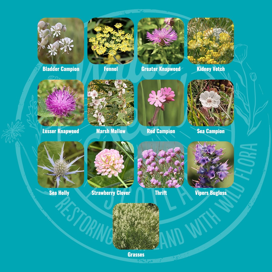 Mix specification for Wild Seed Scotland's Coastal Bloom featuring Coastal Areas Meadow Wildflower Mix. A picture of each wildflower in bloom and labelled as: Bladder Campion, Fennel, Greater Knapweed, Kidney Vetch, Lesser Knapweed, Marsh Mallow, Red Campion, Sea Campion, Sea Holly, Strawberry Clover, Thrift, Vipers Bugloss and Grasses