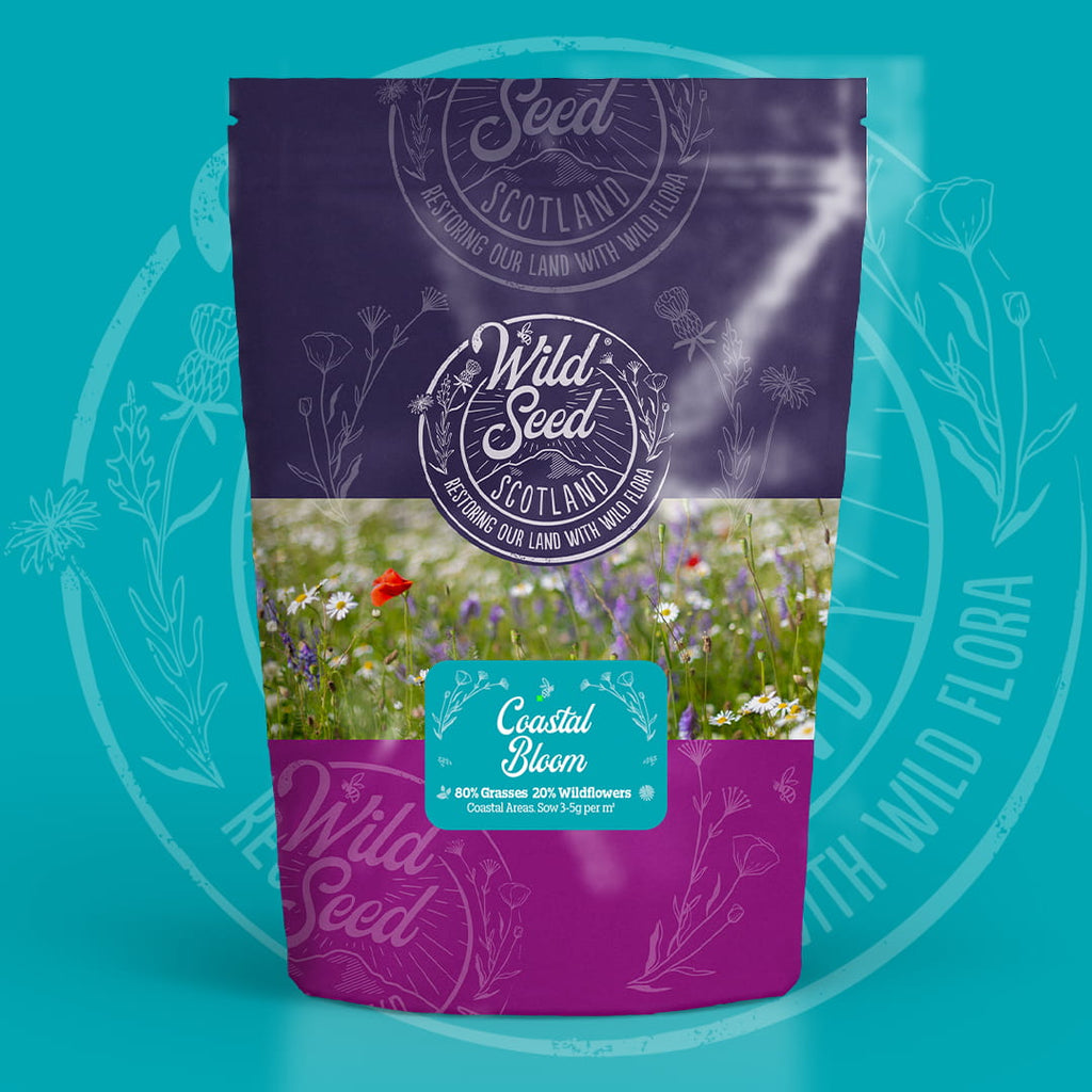 A Wild Seed Scotland packet of wildflower seed mix uk of Coastal Bloom featuring Coastal Areas Meadow Wildflower Mix which is a wildflower with grass seed mixture. To highlight british wild flower seeds, british wildflower seeds, wildflower mixes, mixed wildflower seeds, uk wildflower seeds, wildflower meadows, wildflower meadow, coastal wildflower mix, meadow with wildflowers, wildflowers for coasts.