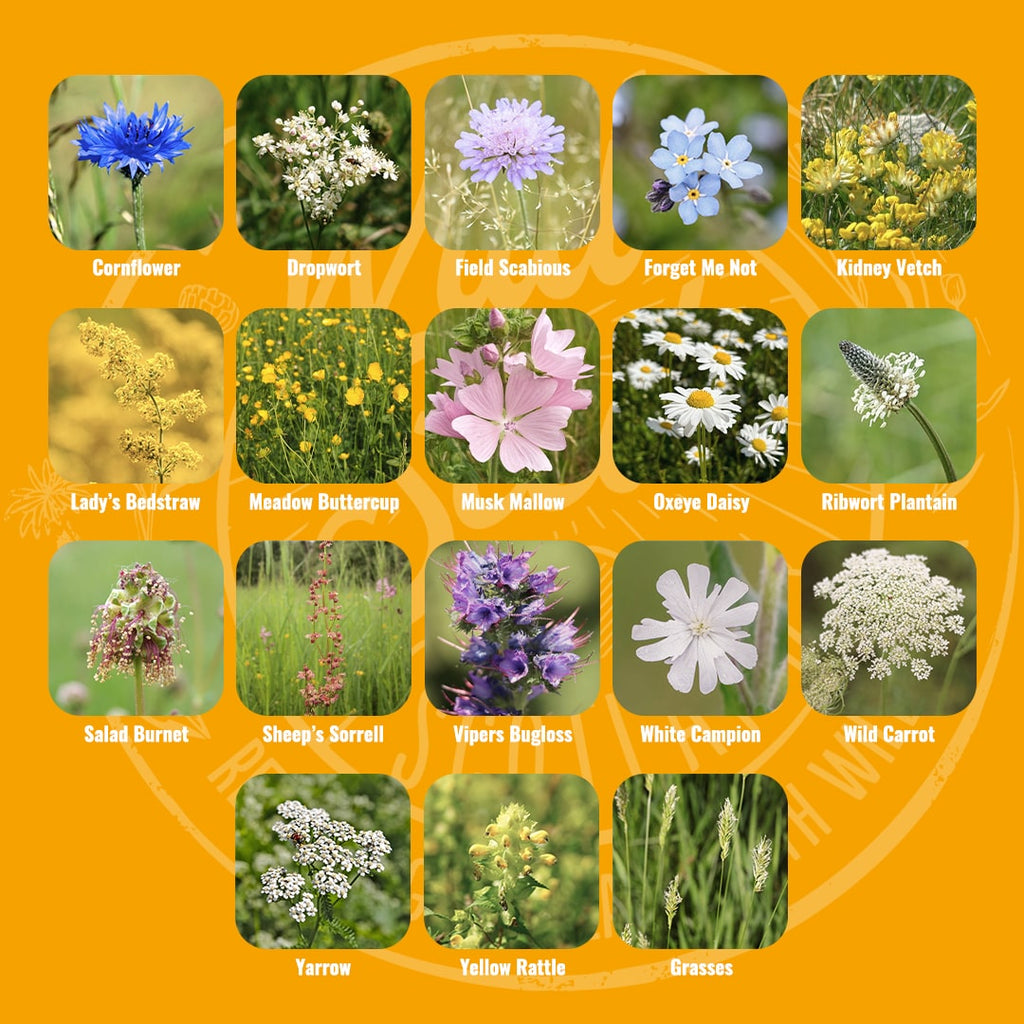 Mix specification for Wild Seed Scotland's Drought Dancers featuring Dry & Sandy Soils Meadow Wildflower Mix. A picture of each wildflower in bloom and labelled as: Cornflower, Dropwort, Field Scabious, Forget Me Not, Kidney Vetch, Lady's Bedstraw, Meadow Buttercup, Musk Mallow, Oxeye Daisy, Ribwort Plantain, Salad Burnet, Sheep's Sorrell, Vipers Bugloss, White Campion, Wild Carrot, Yarrow, Yellow Rattle and Grasses.