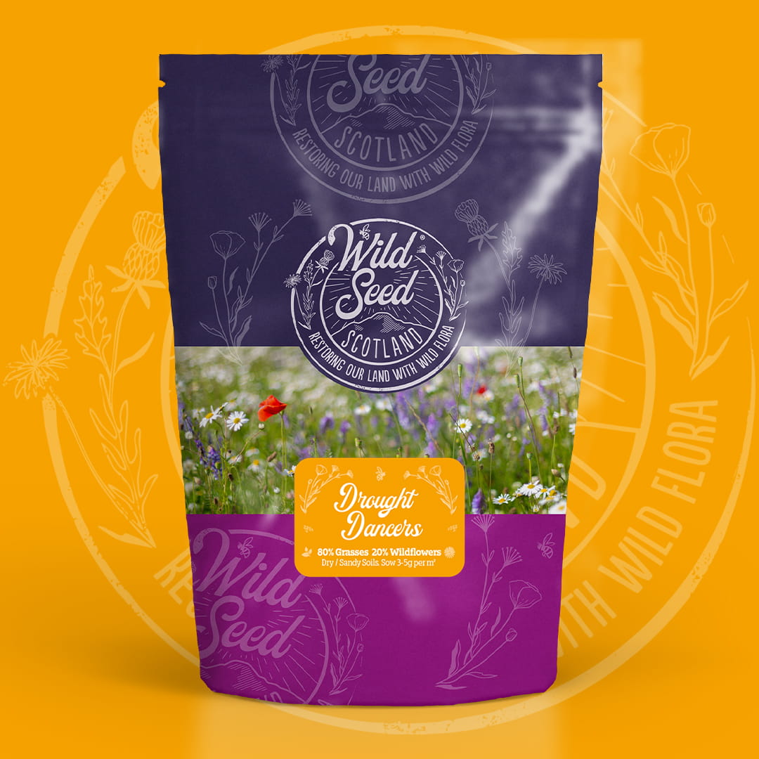 A Wild Seed Scotland packet of wildflower seed mix uk of Drought Dancers featuring Dry & Sandy Soils Meadow Wildflower Mix which is a wildflower meadow seed mixture. To highlight british wild flower seeds, british wildflower seeds, wildflower mixes, mixed wildflower seeds, uk wildflower seeds, wildflower meadows, wildflower meadow, sandy wildflower mix, meadow with wildflowers, wildflowers for sandy soils.