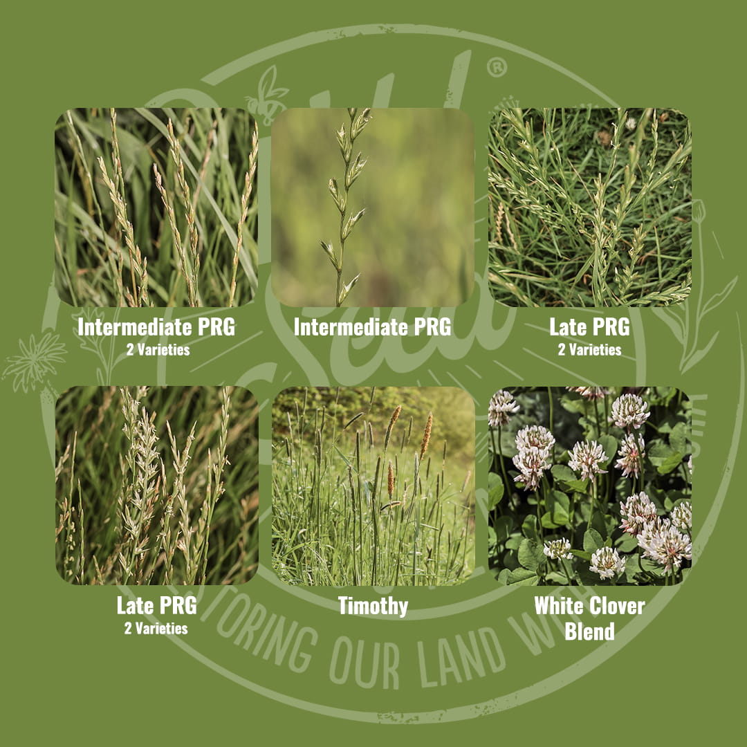 Mix specification for Wild Seed Scotland's Dual Farming Grass Seed Mix featuring Cut and Graze Agricultural Grass Seed Mix. A picture of each grass grown labelled as: Intermediate Perennial Ryegrass (Diploid), Intermediate Perennial Ryegrass (Tetraploid), Late Perennial Ryegrass (Diploid), Late Perennial Ryegrass (Tetraploid), Timothy and White Clover Blend. Which is grass seed agricultural, agricultural grass seed, grass seed agriculture, agriculture grass seed, grass seed for horses.