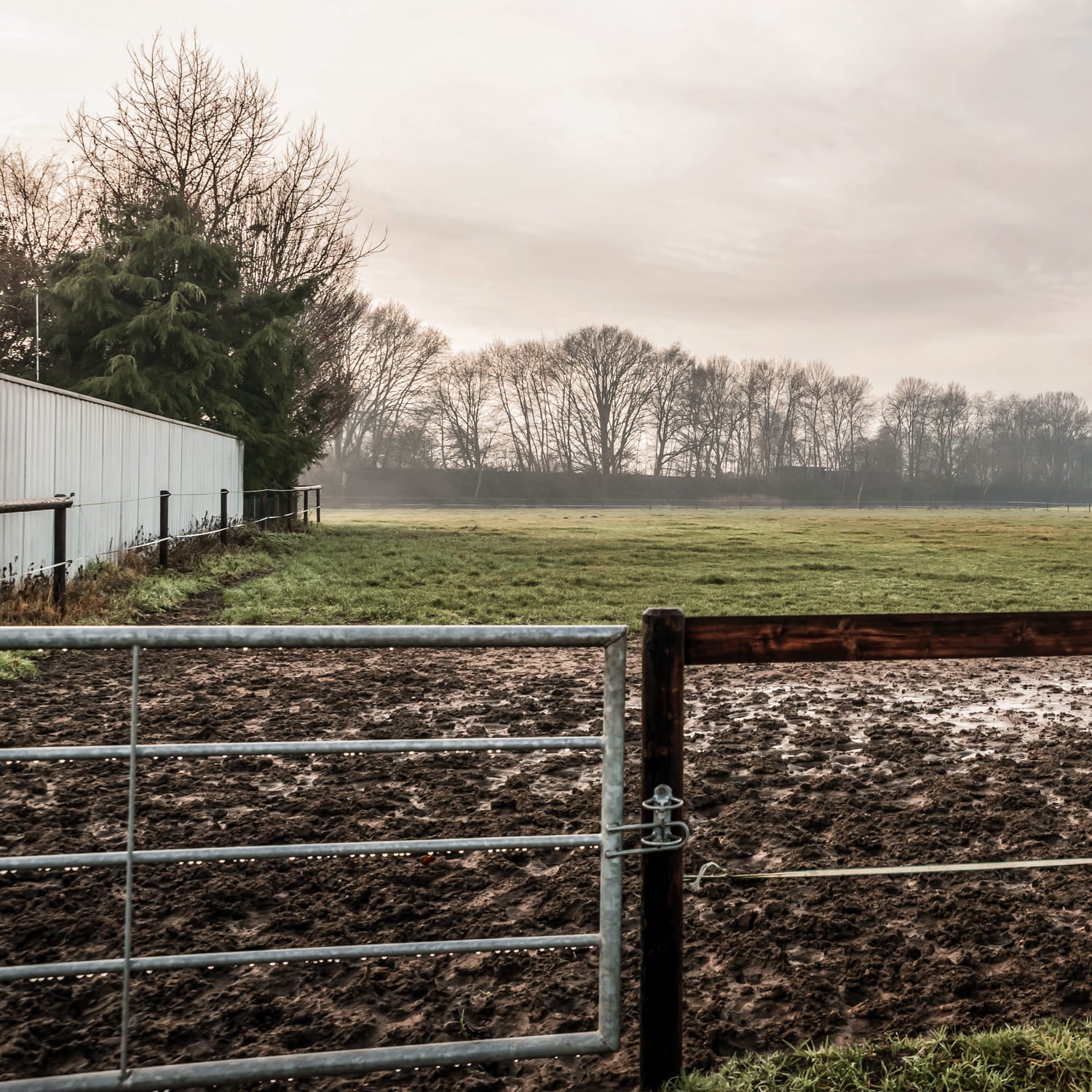 Wet mud in front of a metal gate for Rejuvenation Farming Grass Seed Mix. Including Hybrid Ryegrass (Tetraploid), Late Perennial Ryegrass (Diploid) and Late Perennial Ryegrass (Tetraploid). Which is grass seed agricultural, agricultural grass seed, grass seed agriculture, agriculture grass seed, grass seed for horses, grass seed for paddocks, grass seed horses.