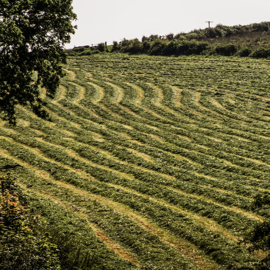 A field of freshly cut silage of Early Bite Farming Grass Seed Mix raked up into lines ready to be baled up. Including Early Perennial Ryegrass (Diploid), Intermediate Perennial Ryegrass (Diploid), Intermediate Perennial Ryegrass (Tetraploid), Late Perennial Ryegrass (Diploid), Late Perennial Ryegrass (Tetraploid), Timothy and White Clover Blend creating a Long-Term Silage and Graze Agricultural Grass Seed Mix. Which is grass seed agricultural, agricultural grass seed, grass seed agriculture