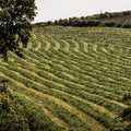 A field of freshly cut silage of Early Bite Farming Grass Seed Mix raked up into lines ready to be baled up. Including Early Perennial Ryegrass (Diploid), Intermediate Perennial Ryegrass (Diploid), Intermediate Perennial Ryegrass (Tetraploid), Late Perennial Ryegrass (Diploid), Late Perennial Ryegrass (Tetraploid), Timothy and White Clover Blend creating a Long-Term Silage and Graze Agricultural Grass Seed Mix. Which is grass seed agricultural, agricultural grass seed, grass seed agriculture