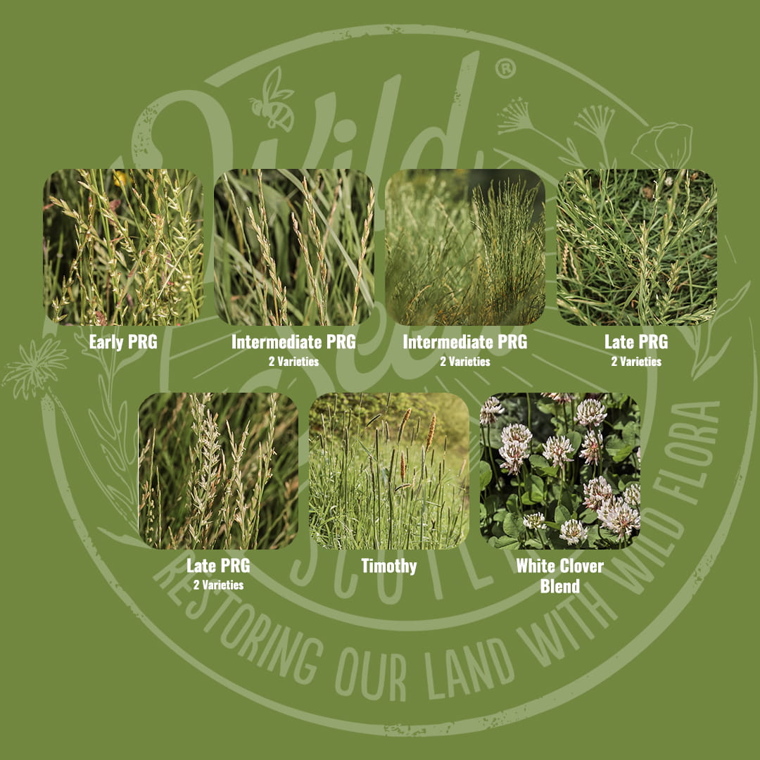 Mix specification for Wild Seed Scotland's Early Bite Farming Grass Seed Mix featuring Long-Term Silage and Graze Agricultural Grass Seed Mix. A picture of each grass grown labelled as: Early Perennial Ryegrass (Diploid), Intermediate Perennial Ryegrass (Diploid), Intermediate Perennial Ryegrass (Tetraploid), Late Perennial Ryegrass (Diploid), Late Perennial Ryegrass (Tetraploid), Timothy and White Clover Blend. Which is grass seed agricultural, agricultural grass seed, grass seed agriculture.