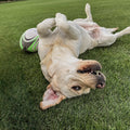 Dog playing in fresh lawn for a purpose amenity lawn mix inside of a garden. Showcasing our amenity lawn seed, grass lawn seed, lawn grass seed, garden grass seed, seed mixtures, amenity grass, grass seed for dogs, best grass seed, best lawn seed.