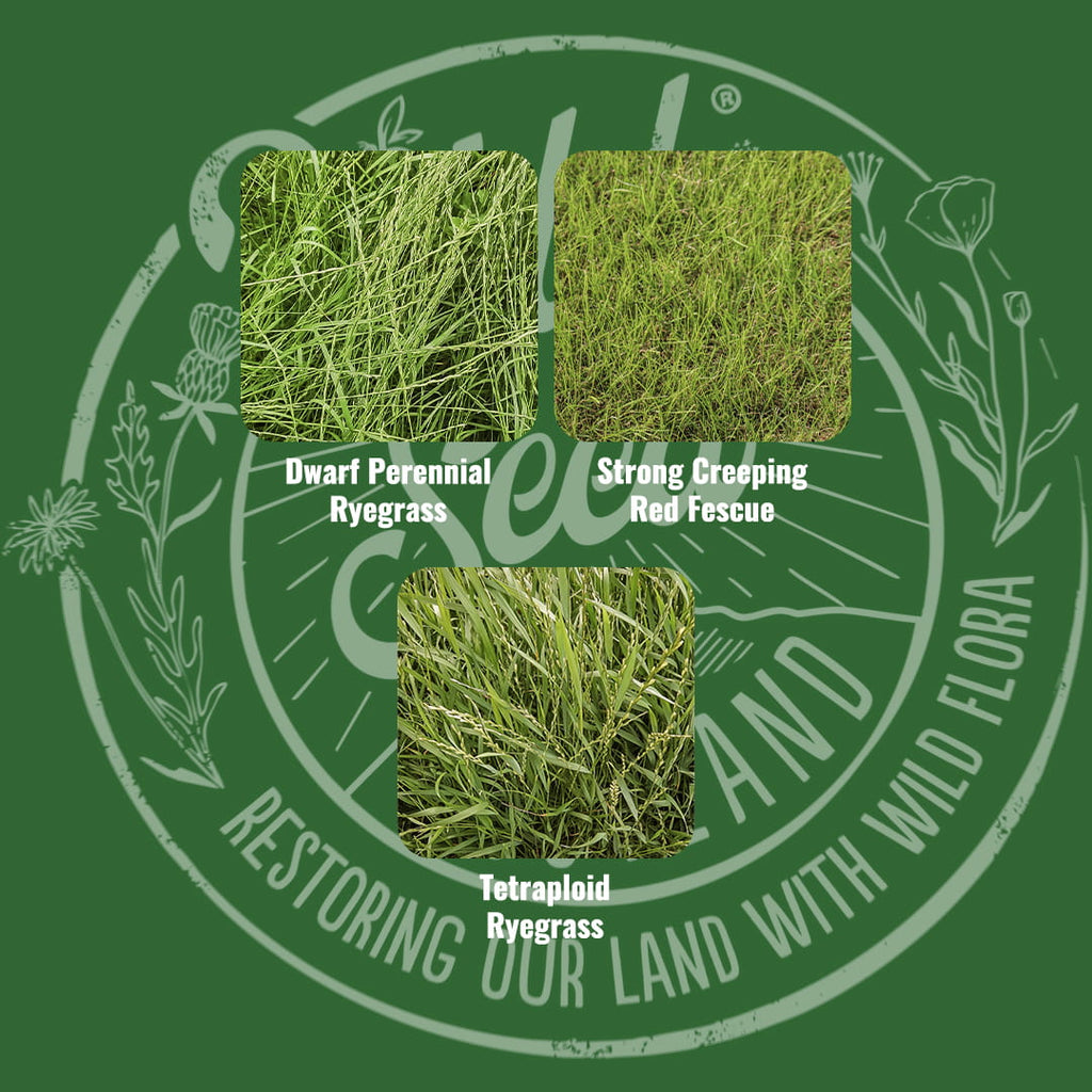 Mix specification for Wild Seed Scotland's Express Amenity Lawn Seed Mix featuring Hard Wearing Amenity Grass Seed Mix. A picture of each grass grown labelled as: Dwarf Perennial Ryegrass, Strong Creeping Red Fescue and Tetraploid Ryegrass.