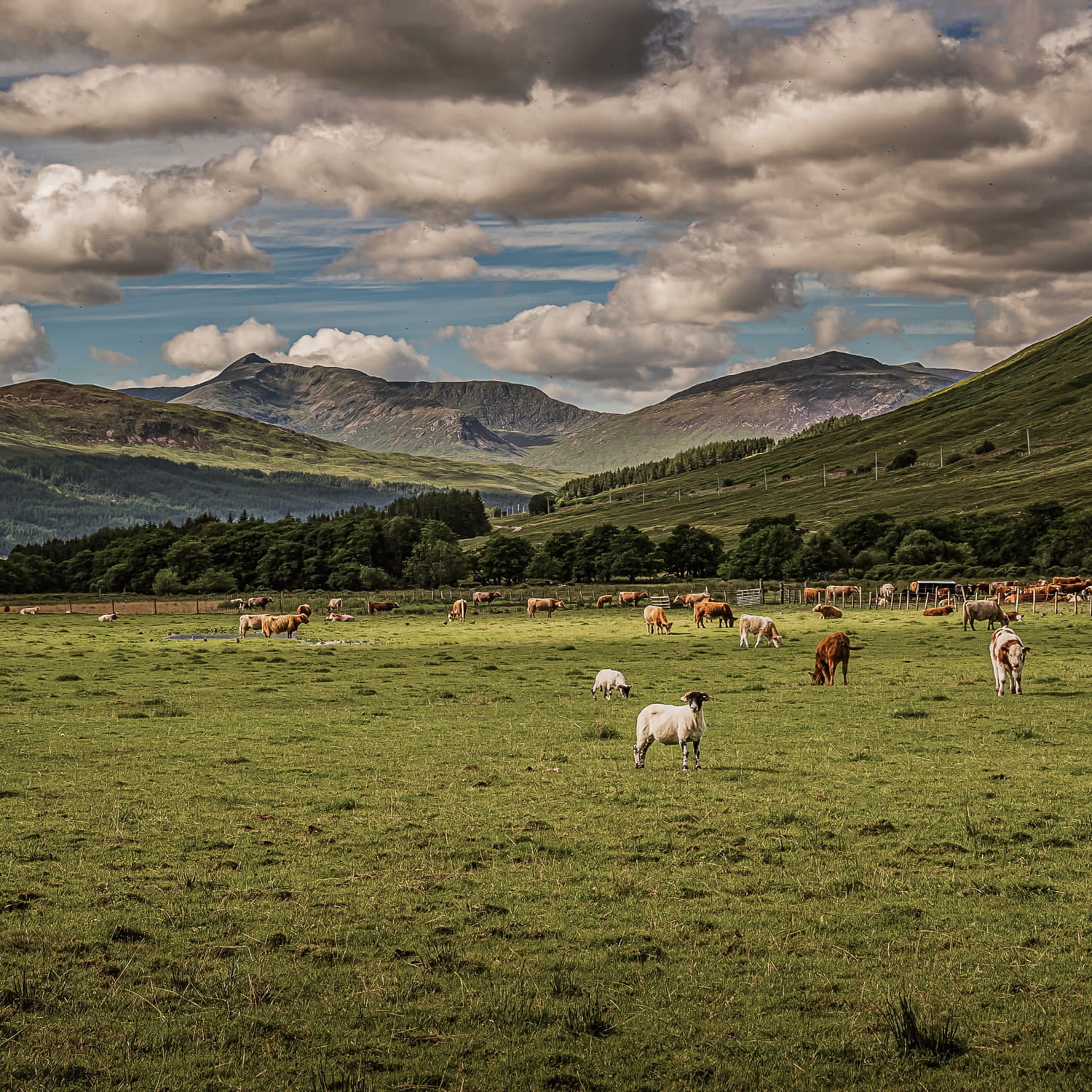 Sheep grazing in a grass field with Scottish highlands in the background showcasing our Extra Farming Grass Seed Mix. Including Hybrid Ryegrass (Tetraploid), Intermediate Perennial Ryegrass (Diploid), Intermediate Perennial Ryegrass (Tetraploid), Late Perennial Ryegrass (Diploid), Late Perennial Ryegrass (Tetraploid), Timothy and White Clover Blend creating a 3-5 Year Cut and Graze Agricultural Grass Seed Mix. Which is grass seed agricultural, agricultural grass seed, grass seed agriculture.