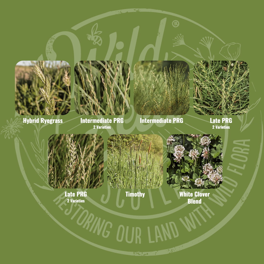 Mix specification for Wild Seed Scotland's Extra Farming Grass Seed Mix featuring 3-5 Year Cut and Graze Agricultural Grass Seed Mix. A picture of each grass grown labelled as: Hybrid Ryegrass (Tetraploid), Intermediate Perennial Ryegrass (Diploid), Intermediate Perennial Ryegrass (Tetraploid), Late Perennial Ryegrass (Diploid), Late Perennial Ryegrass (Tetraploid), Timothy and White Clover Blend. Which is grass seed agricultural, agricultural grass seed, grass seed agriculture, agriculture grass seed.