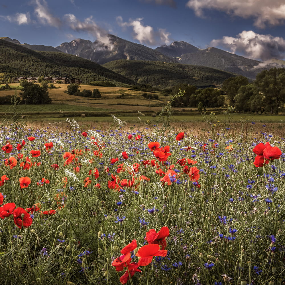 A wildflower field next to lush green mountains showcasing bespoke seed mixture, grass seed agricultural, agricultural grass seed, british wild flower seeds, british wildflower seeds, wildflower mixes, amenity lawn seed, lawn seed, grass lawn seed