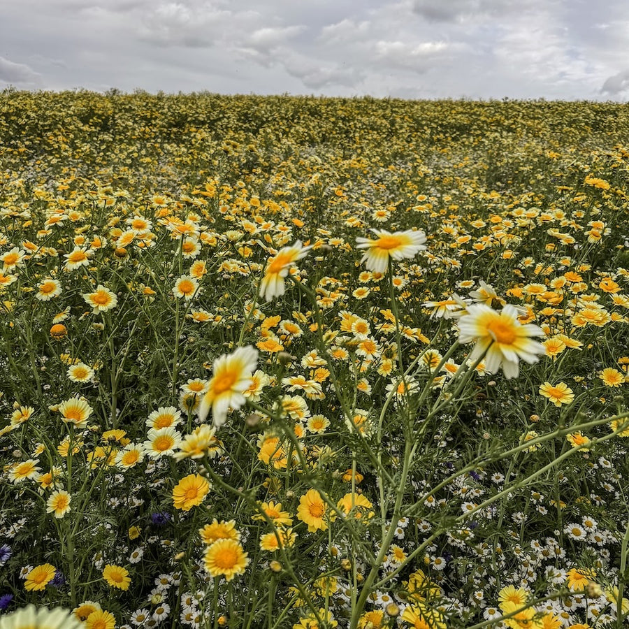 Field in Scotland with a wildflower seed mix uk blooming under a cloudy sky