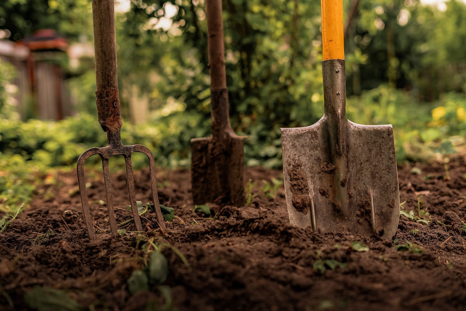 Three gardening tools including a fork and two shovels in garden soil. To highlight Wild Seed Scotland's wildflower sowing, wildflower preparation, wildflower meadow sowing instructions, british wild flower seeds, british wildflower seeds, wildflower mixes, mixed wildflower seeds, uk wildflower seeds, wildflower meadows, wildflower meadow, cost-effective wildflower meadow