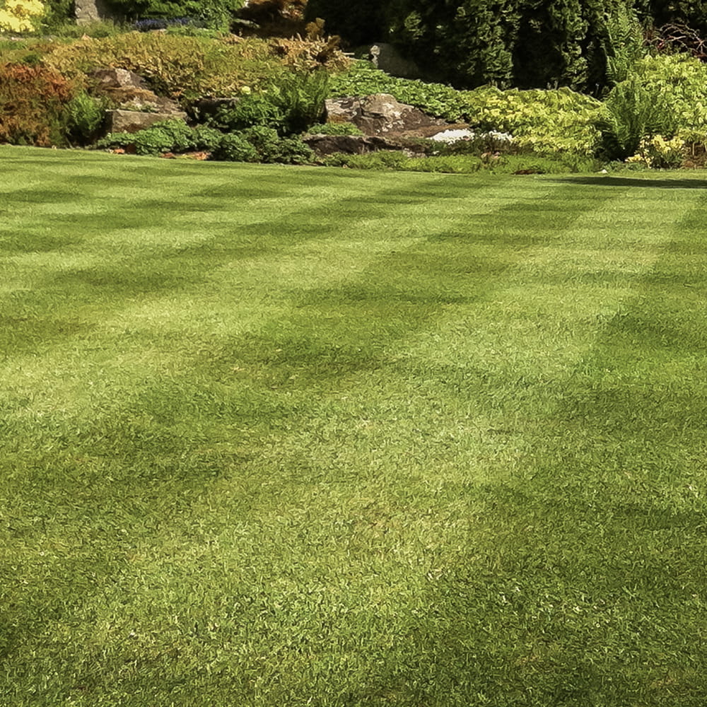 Mowed lawn with garden beds and trees in the background. Showcasing out amenity lawn seed, grass lawn seed, lawn grass seed, garden grass seed, seed mixtures, amenity grass, fine grass seed, turf seeds, luxury lawn seed.