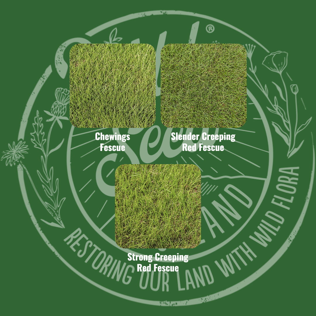 Mix specification for Wild Seed Scotland's Green Promise Amenity Grass Seed Mix featuring Fine Lawn Amenity Grass Seed Mix. A picture of each grass grown labelled as: Chewings Fescue, Slender Creeping Red Fescue and Strong Creeping Red Fescue.