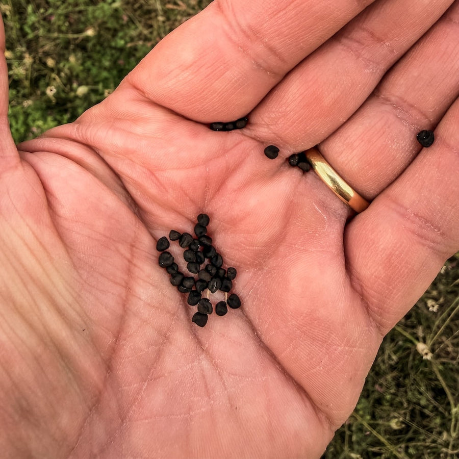 Handing holding harvested wildflower seeds which were harvested from a field in Scotland.