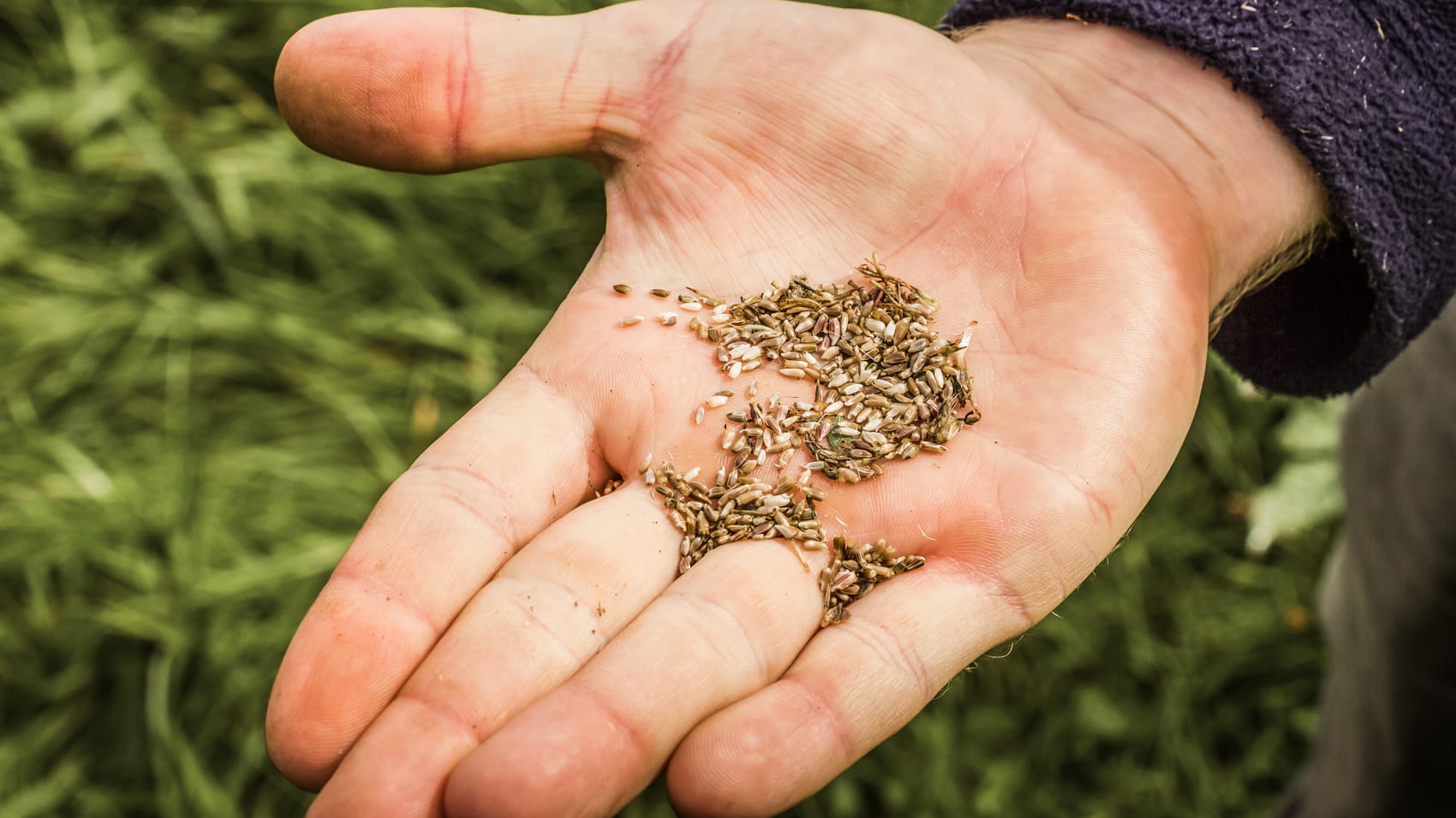 Hand holding wildflower  seeds with a green grass background. To highlight Wild Seed Scotland's wildflower sowing, wildflower preparation, wildflower meadow sowing instructions, british wild flower seeds, british wildflower seeds, wildflower mixes, mixed wildflower seeds, uk wildflower seeds, wildflower meadows, wildflower meadow, cost-effective wildflower meadow