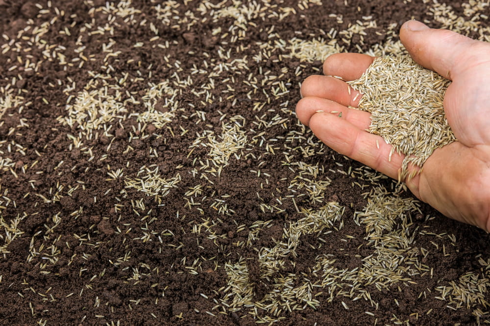 Hand holding grass seed over a patch of soil. Showcasing amenity lawn seed, grass lawn seed, lawn grass seed, garden grass seed, seed mixtures, amenity grass, sport grass seed, grass seed on football pitch, sowing grass, growing a lawn from seed, growing grass from seed, grass seed planting.