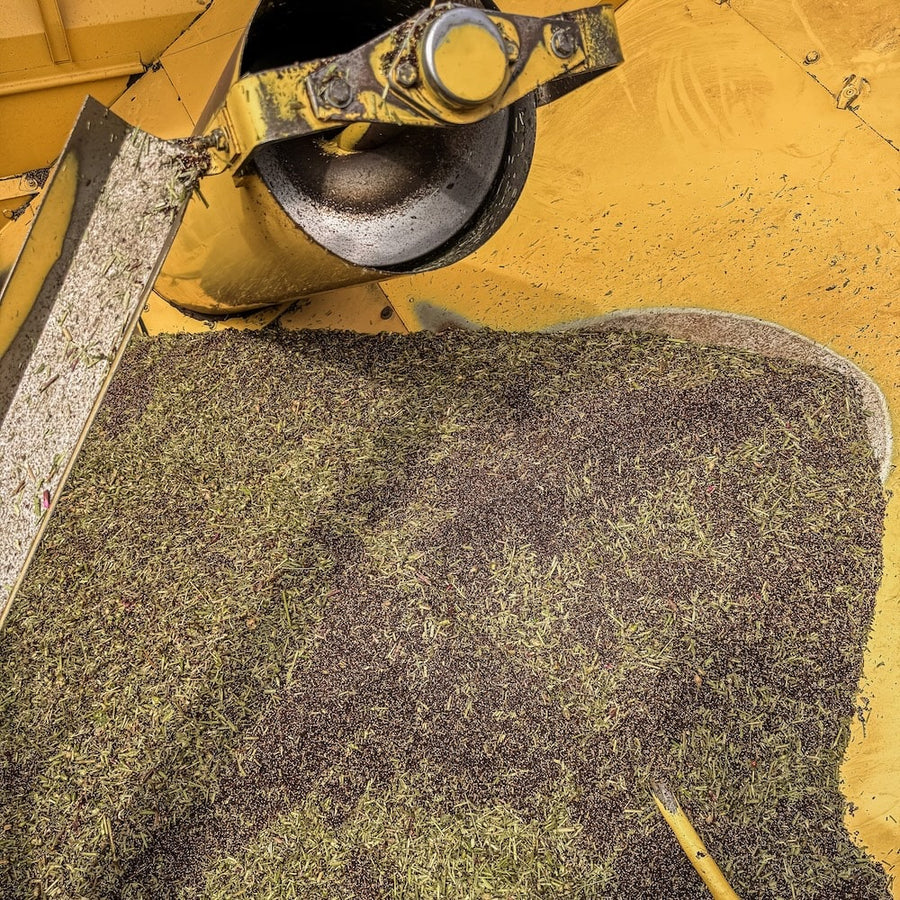 Wildflower seed in a combine harvester which was recently harvested in Scotland.