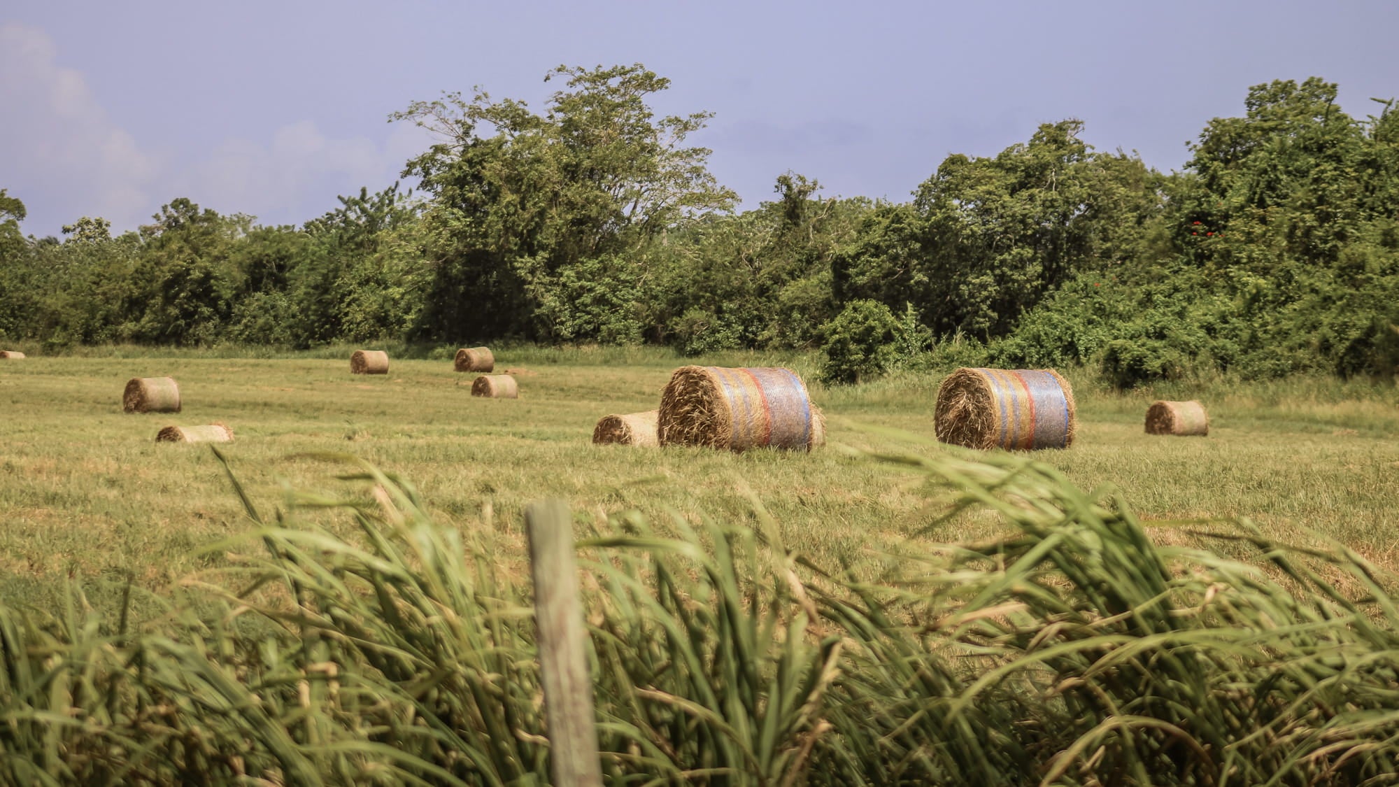 Hay bales in a field with trees in the background. To highlight Wild Seed Scotland's grass seed agricultural, grass seed agriculture, agriculture grass seed, grass seed for horses, grass seed for paddocks, grass seed horses.