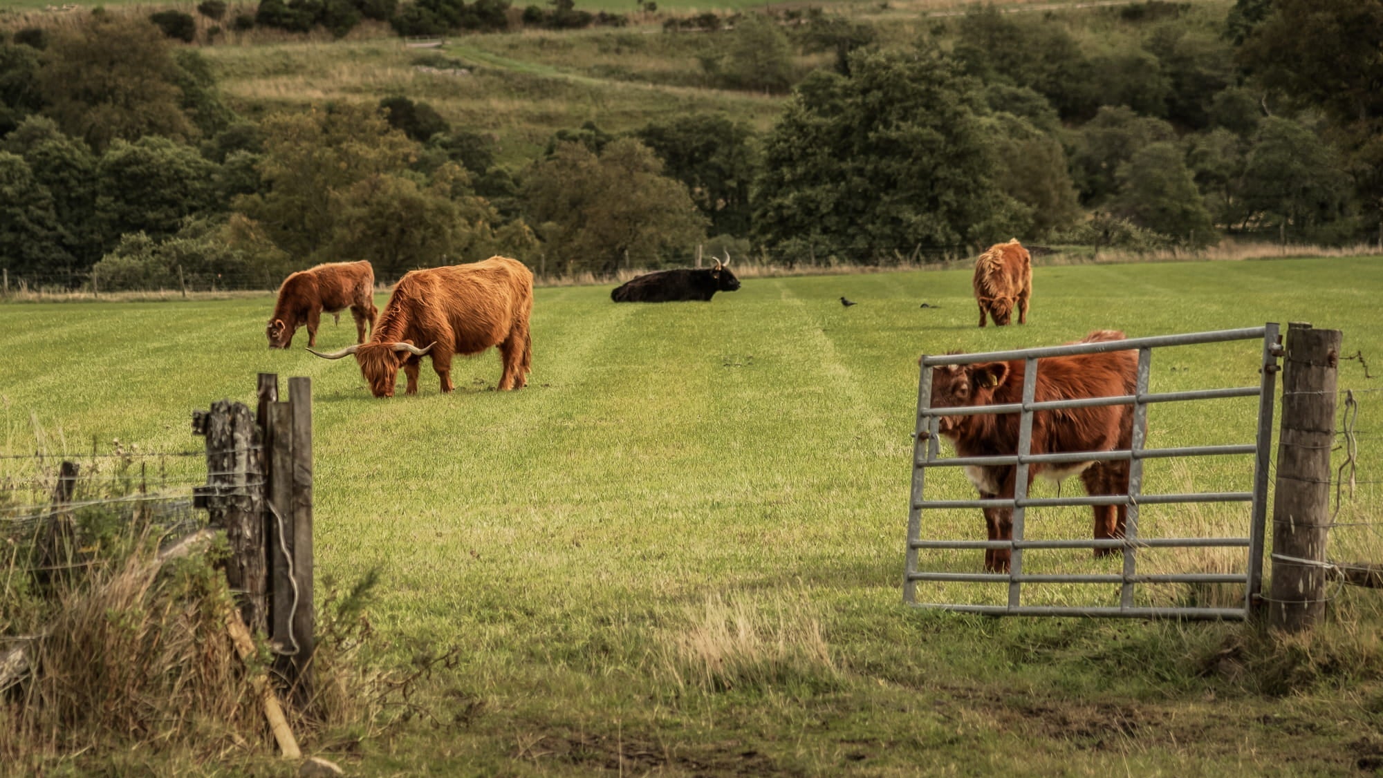 Highland cows in Scotland grazing in a paddock created with Agricultural Grass Seed. To highlight Wild Seed Scotland's grass seed agricultural, grass seed agriculture, agriculture grass seed, farm seeds.