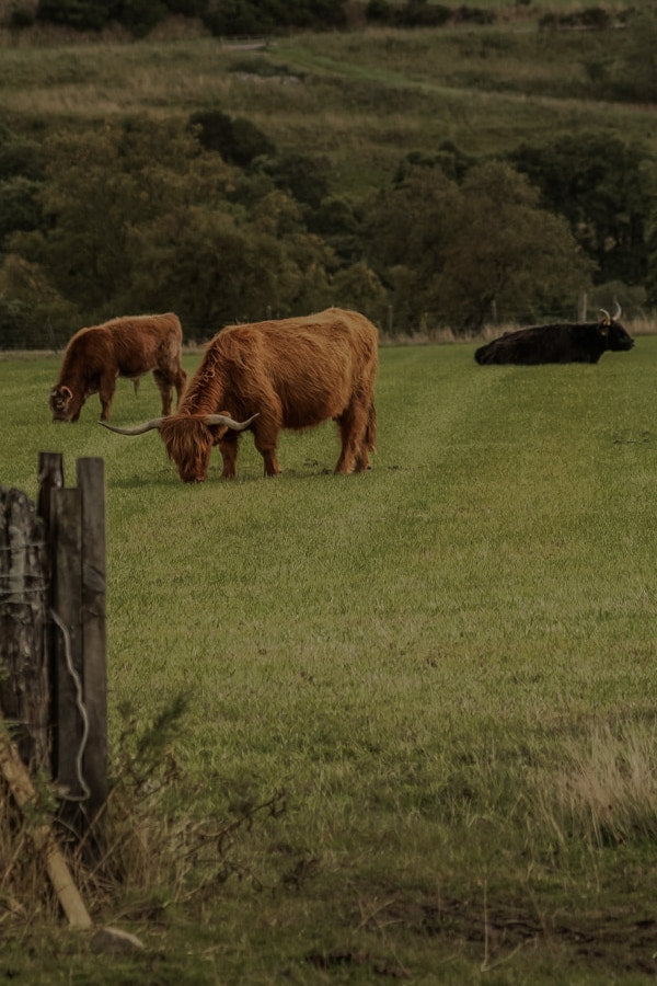 Highland cows grazing in a pasture made from grass seeds and grass seeds for paddocks. Showcasing grass seed agricultural, agricultural grass seed, grass seed agriculture, agriculture grass seed, grass seed for paddocks.