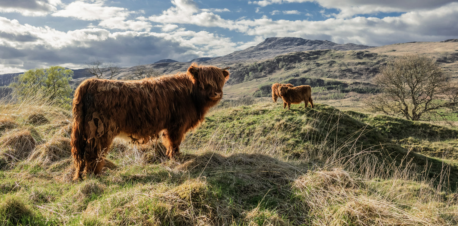 Two Highland cows standing on a grassy hill with mountains in the background. To highlight Wild Seed Scotland's grass seed agricultural, agricultural grass seed, british wild flower seeds, british wildflower seeds, wildflower mixes, amenity lawn seed, lawn seed, grass lawn seed.