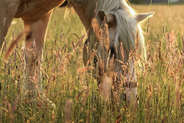 Horse grazing in a field of tall, lush grass with a blurred background. Showcasing Wild Seed Scotland's grass seed agricultural, agricultural grass seed, grass seed agriculture, agriculture grass seed, grass seed for horses, grass seed for paddocks, grass seed horses.